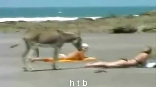 Хоер нүхэнд эрэгтэй нь галзуугийн.